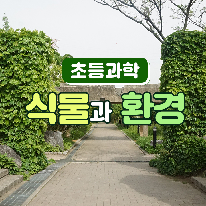 [초등과학] 식물과 환경